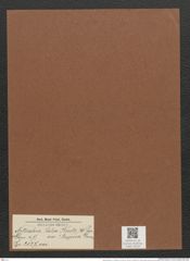 Nitzschia palea var. ? tropica Grun. (de-Toni-Nr.: Genus 47, Species 2127) Zeichnungen Sammlung Grunow Mappe 02252 (Herbarium_W_Grunow_drawings_Folder_02252)